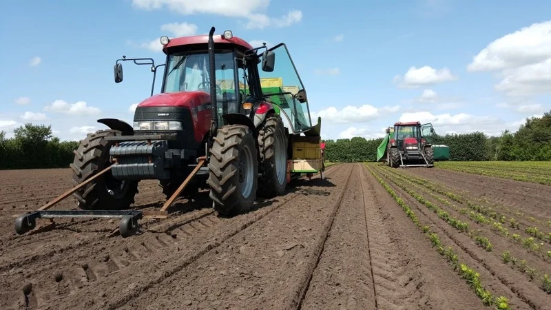 Sadzenie maszynowe w szkółce drzewek
