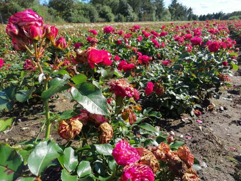 Plewienie kwiatów i jodły kaukaskiej - praca sezonowa DANIA