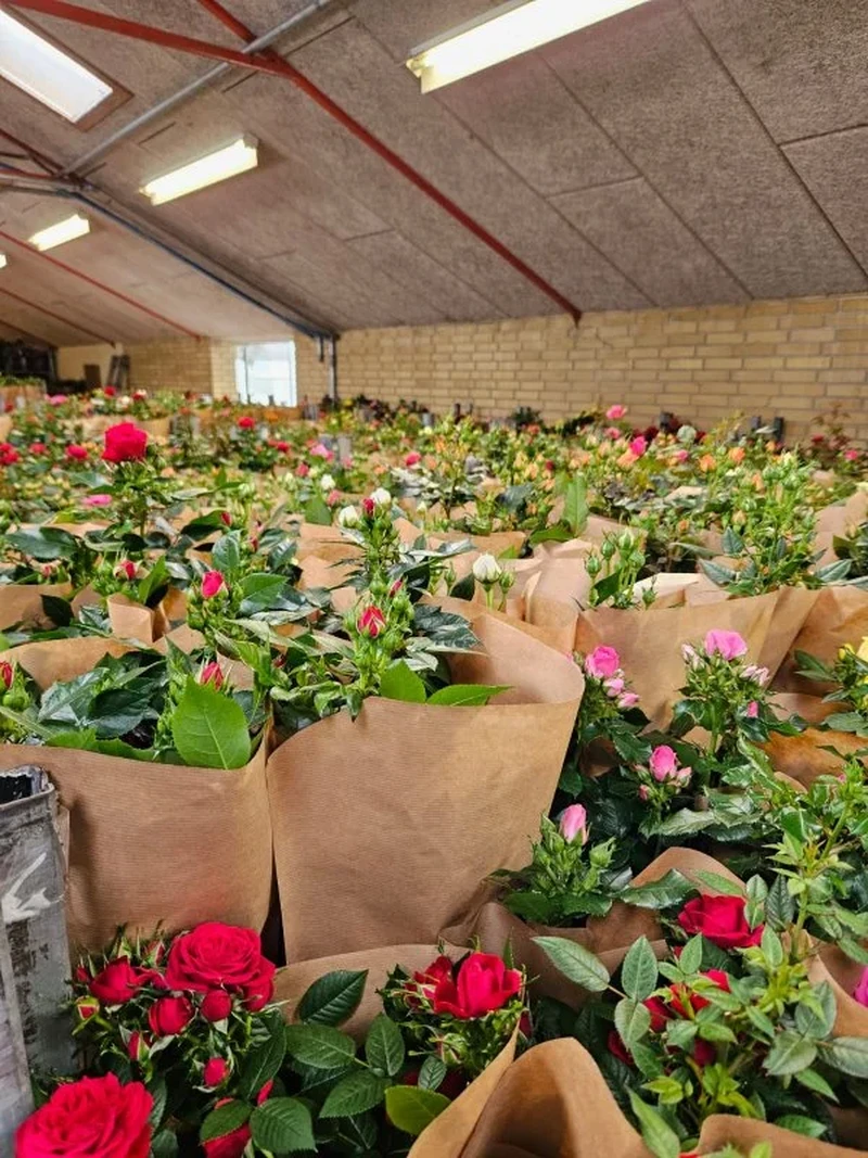 Praca w szklarni przy kwiatach - Dania