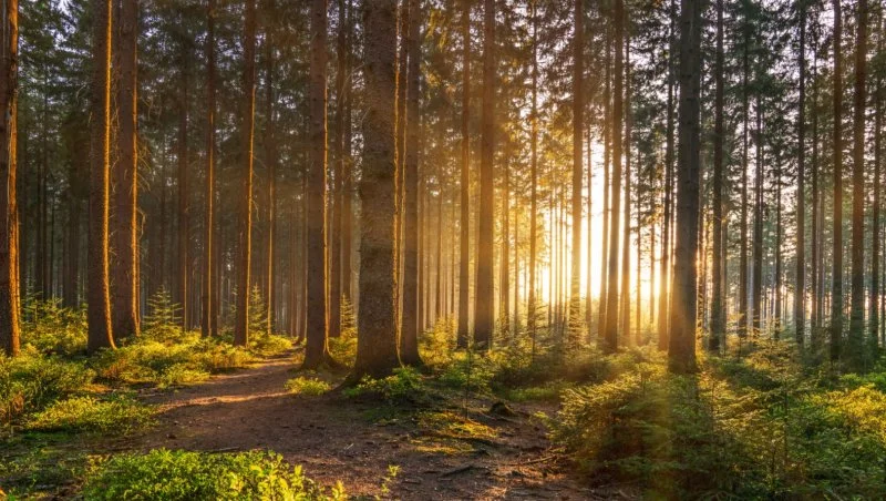 Praca PGL Lasy Państwowe - najpiękniejsze miejsce pracy w Polsce